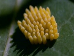 Butterfly eggs on Nasturtium leaf, England Stock Footage