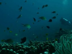 Coral reef Stock Footage