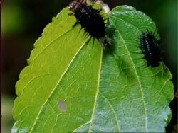 Beetle larvae eating Dipteryx leaf, time lapse, CU, Panama Stock Footage