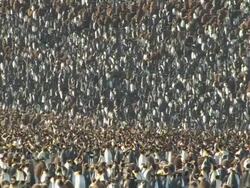 WS, PAN, King penguin (Aptenodytes patagonicus) rookery on hillside, South Georgia Island, Falkland Islands, British overseas territory Stock Footage