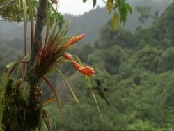 MS Green humming bird hovering to feed from epiphyte in tree, flies away, Costa Rica Stock Footage