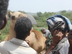 Ethiopian man checks camel at camel market Stock Footage