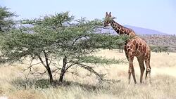 Reticulated Giraffe Grazing at Acacia Stock Footage