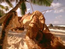 BCU Low angle, Robber Crab opening coconut on beach, Seychelles Stock Footage