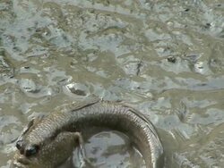 mudskipper Stock Footage