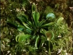 Time lapse Venus Fly Traps growing, UK Stock Footage