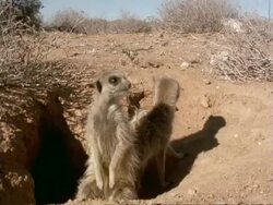 Meerkats (Suricata suricatta), two emerge from burrow entrance, look around, Namaqualand, South Africa Stock Footage