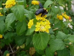 Bee and flower Stock Footage