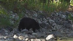 MS  shot of a black bear (Ursus americanus) walking across a stream (slow motion) Stock Footage