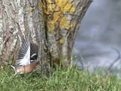 MS SLO MO Common chaffinch (fringilla coelebs) taking off from Grass / Vieux Pont, Normandy, France Stock Footage