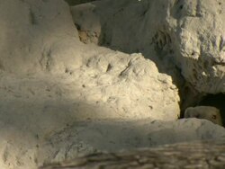 MS Shot of banded mongoose emerging from termite mound and walking off / Okavango Delta, North-West District, Botswana Stock Footage