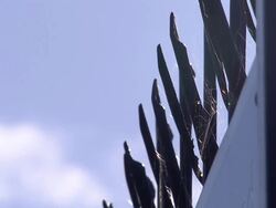 False Widow Spider Closes School News Clip