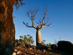T/L, WS, sunset on baobab tree / Kimberley Region, Australia Stock Footage