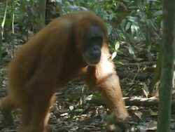 MS Orang utan walking / Bukit Lawang, North Sumatra, Indonesia Stock Footage