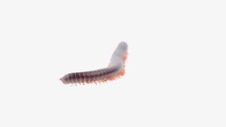 Millipede Stock Footage