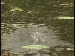 South Korea - Invasion of bull-frogs News Clip