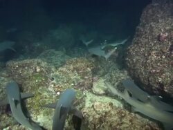 White Tip sharks Night, Costa Rica, Pacific Ocean  Stock Footage