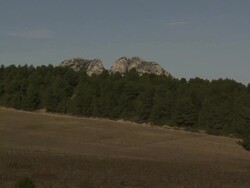 Evergreen trees border an agricultural field. Stock Footage