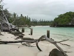 Drift wood on a tropical beach Stock Footage