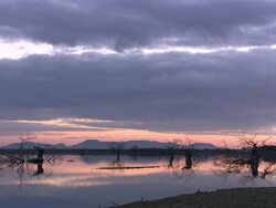 Scenic, North East Extremadura in Dehesa. Habitat of European Crane (Grus grus) Stock Footage