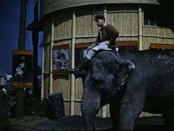 1939 World's Fair - Frank Buck's Jungleland Stock Footage