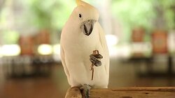 White Cockatoo eat their peanut Stock Footage