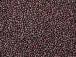 Mustard seeds. Kitchen herbs background. Kitchen herbs background Stock Footage