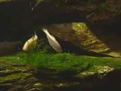 fish in large aquarium Stock Footage