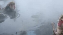 HD VDO: Snow Monkey Stock Footage