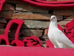 LS CU Dove with chinese traditional paper cut patterns/xian,shaanxi,China Stock Footage