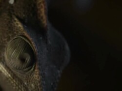 Chameleon close up video: like a Dinosaur Stock Footage