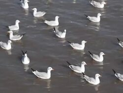 Migrated birds at Mangrove forest Stock Footage