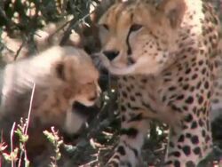 MS Cheetah with two cubs / South Africa Stock Footage