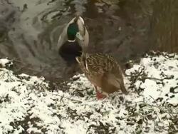 Ducks Stock Footage