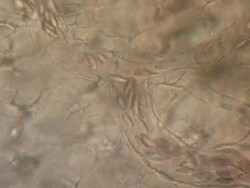 Blood cells moving through capillaries to join a main capillary. Tail of tadpole of Toad Bufo bufo Stock Footage