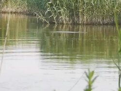 Reed marshes Stock Footage