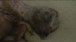 Baby griffon vulture born at the Belgrade zoo News Clip