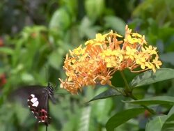 MS Butterfly at flower in Butterfly Park / Kuala Lumpur, Malaysia Stock Footage