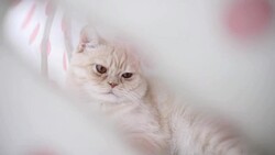 White Cat Stock Footage