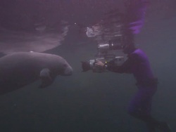 Camera man films, manatee, face to face, medium close up, Florida, North Atlantic Ocean  Stock Footage