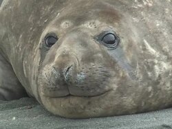 CU, Southern elephant seal (Mirounga leonina) lying on sand, headshot, South Georgia Island, Falkland Islands, British overseas territory Stock Footage