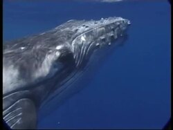 CU Humpback Whale (Megaptera novaeangliae) swimming near water surface and away from camera, Tonga Stock Footage