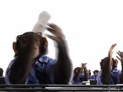 Applauding Monkey Crowd Stock Footage