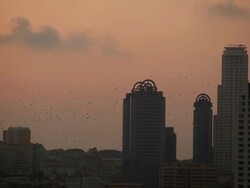 WS View of clouds moving over city with flock of birds / Istanbul, Turkey Stock Footage