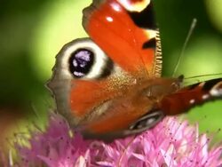 Peacock butterfly Stock Footage