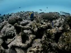 Swimming Fishes Stock Footage