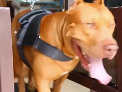 Pit bull terrier Stock Footage