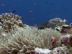 Pink Anemonefish and Sea Anemone Stock Footage