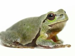 Tree Frog Jumps Away from White Background Stock Footage