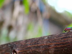 green beetle Stock Footage